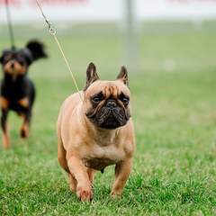 МООЛЖ "СОЗВЕЗДИЕ ПСОВ"