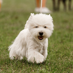 ОО ГОКС и ДС