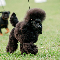 ОО КС "БОВИС"