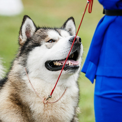 ОРШАНСКОЕ ОО "КЛУБ СОБАКОВОДСТВА"