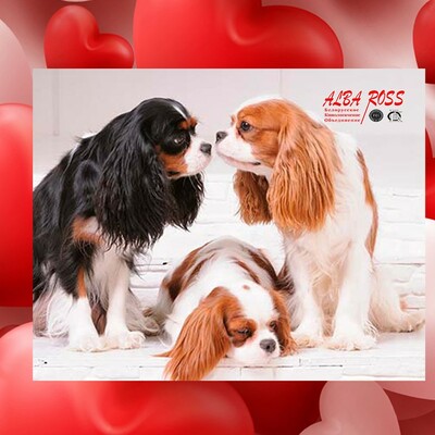 Республиканская выставка компаньонов и тоев (АЛЬБА РОСС)