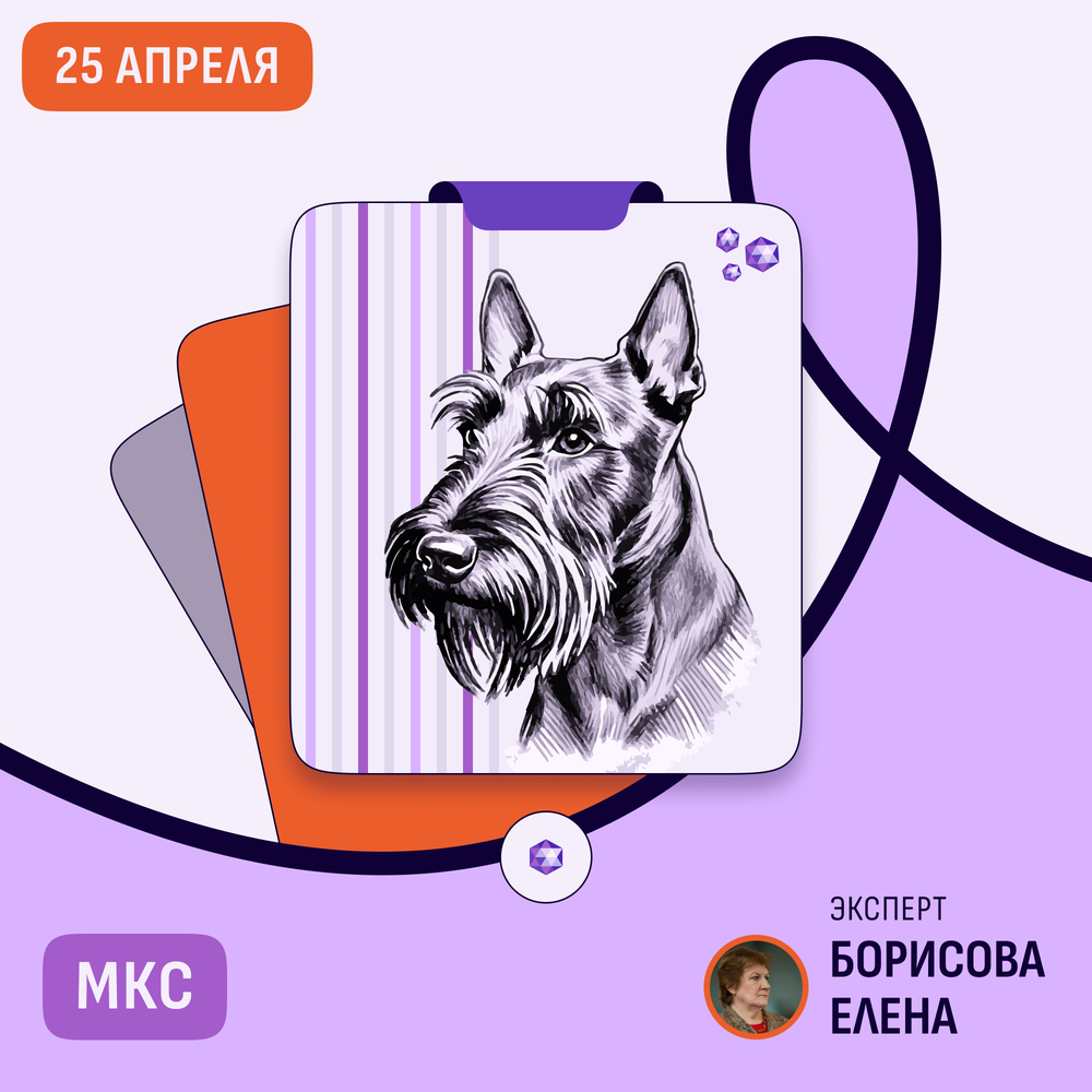 Республиканская выставка малых терьеров и той терьеров