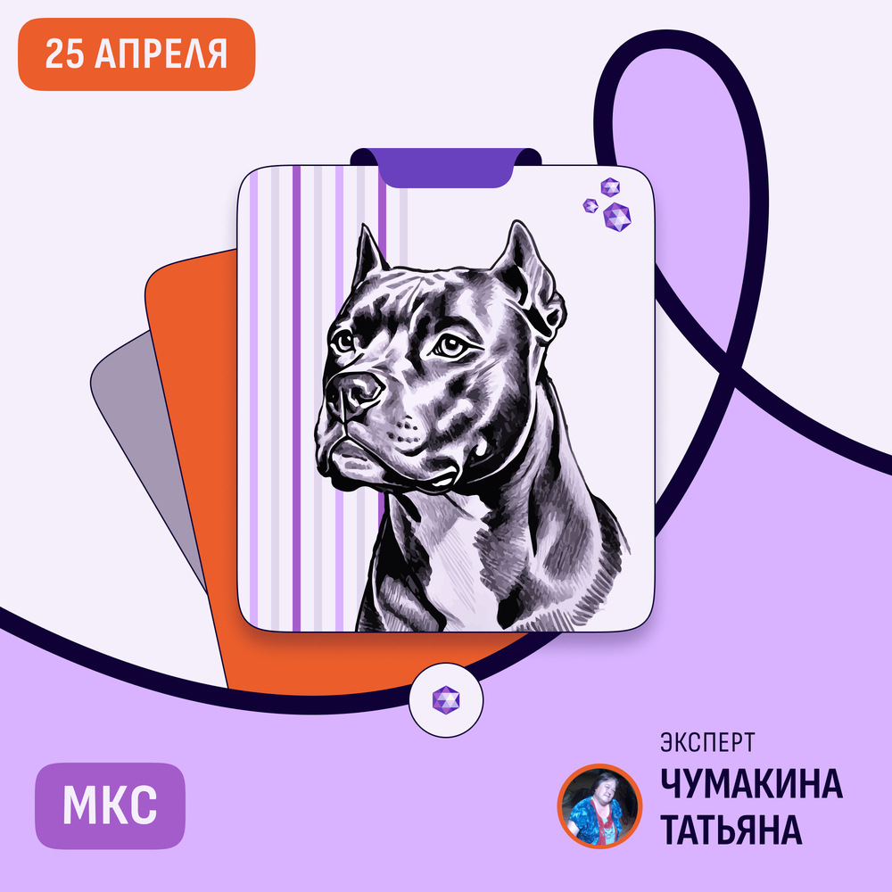 Чемпионат  по породе  АМЕРИКАНСКИЙ СТАФФОРДШИРСКИЙ ТЕРЬЕР