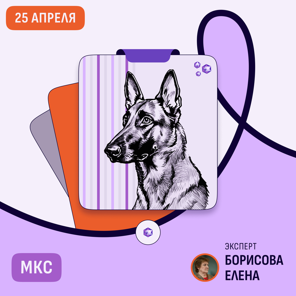 Чемпионат бельгийских овчарок