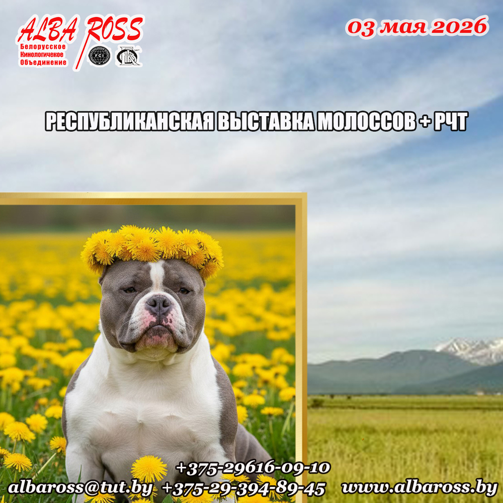 Республиканская выставка молоссов + РЧТ