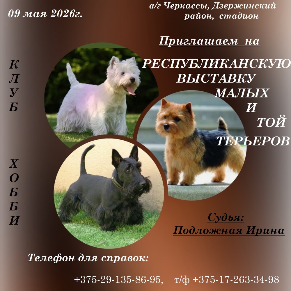 Республиканская выставка малых терьеров и той терьеров