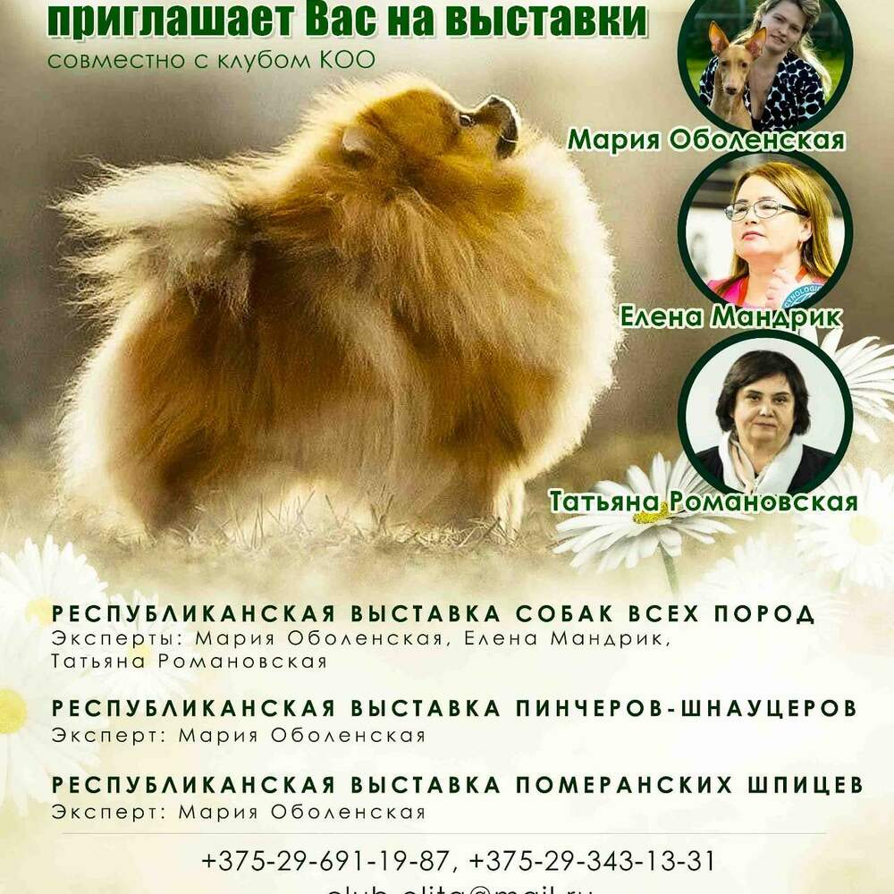Республиканская выставка померанских шпицев