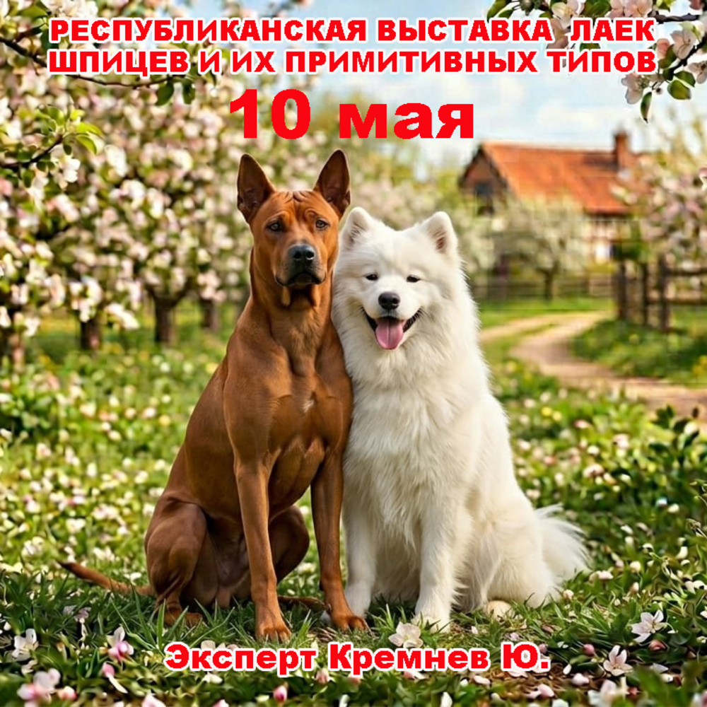 Республиканская выставка лаек, шпицев и их примитивных типов