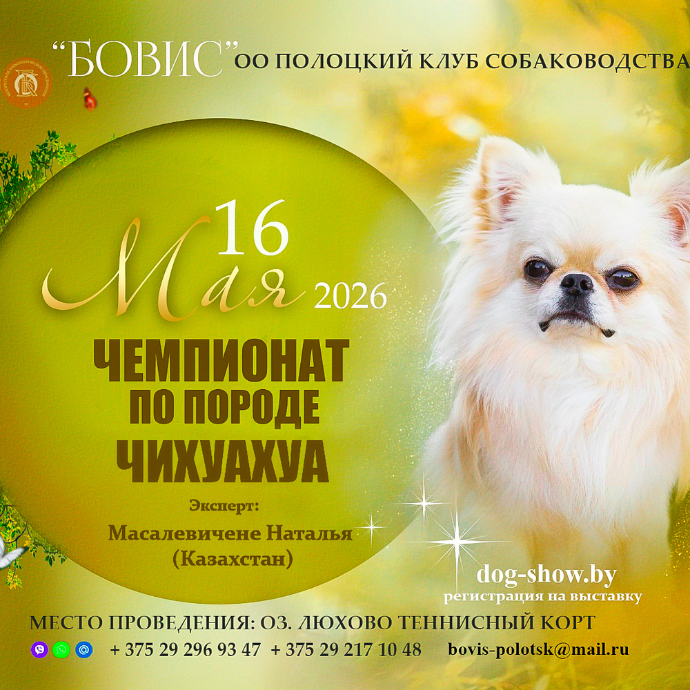 Чемпионат по породе чихуахуа