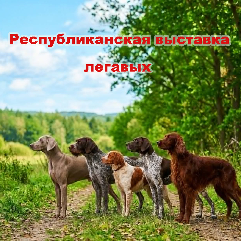 Республиканская выставка легавых