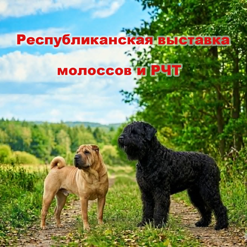 Республиканская выставка молоссов и РЧТ