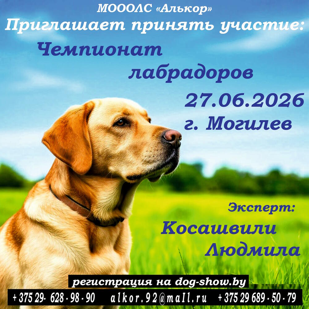 Чемпионат лабрадоров