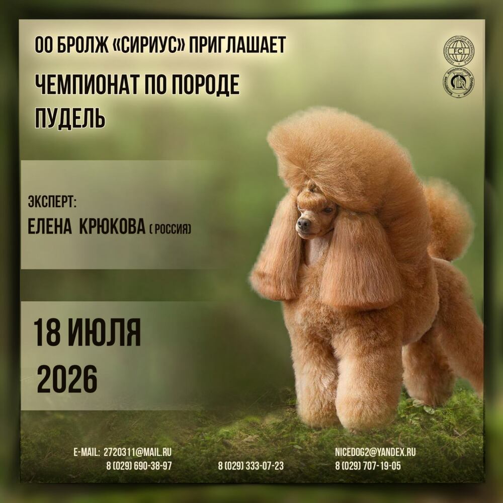 Чемпионат по породе пудель