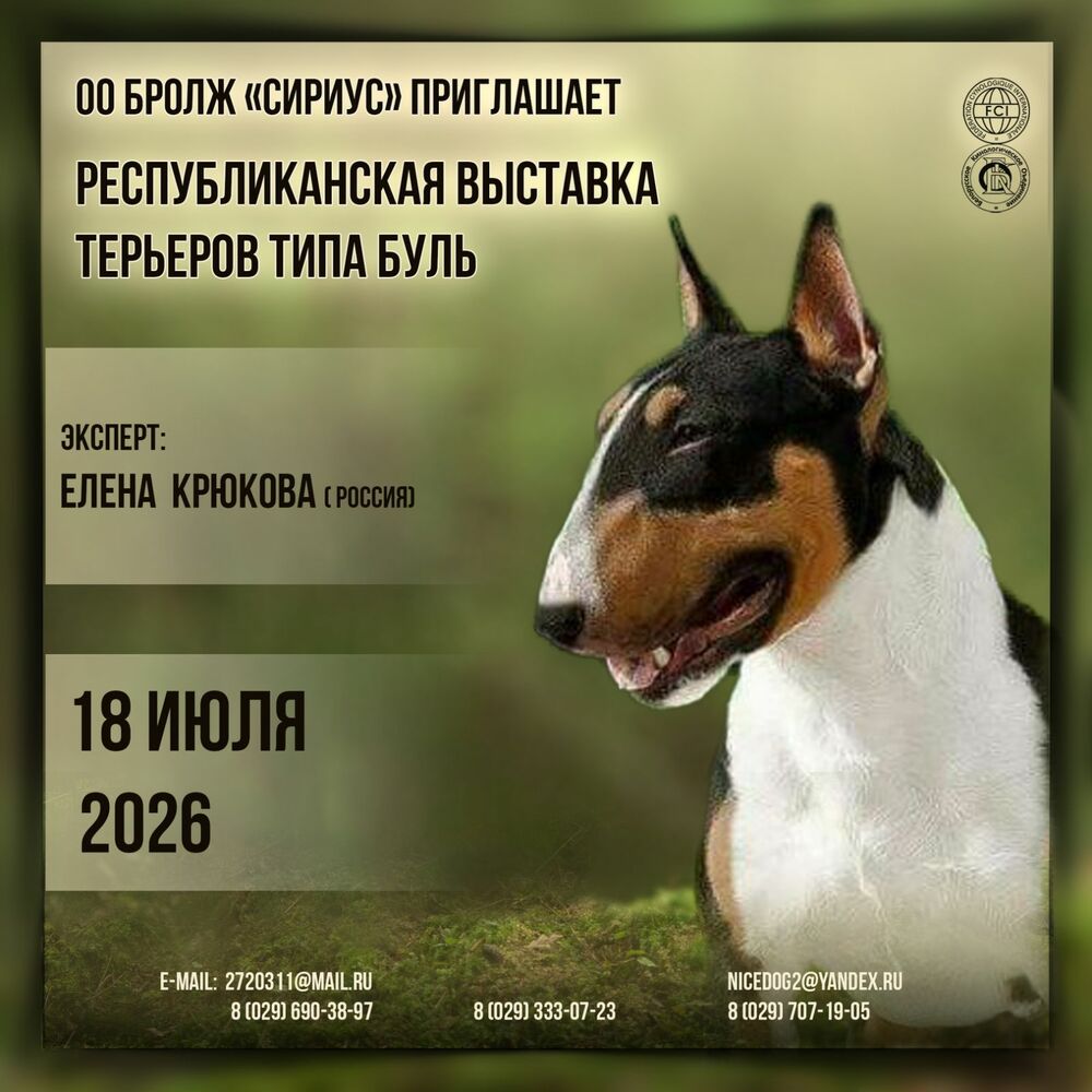 Республиканская выставка терьеров типа буль