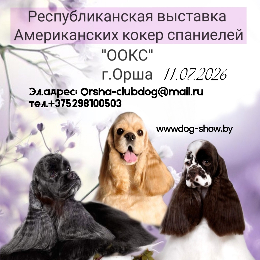 Республиканская выставка американских кокер спаниелей