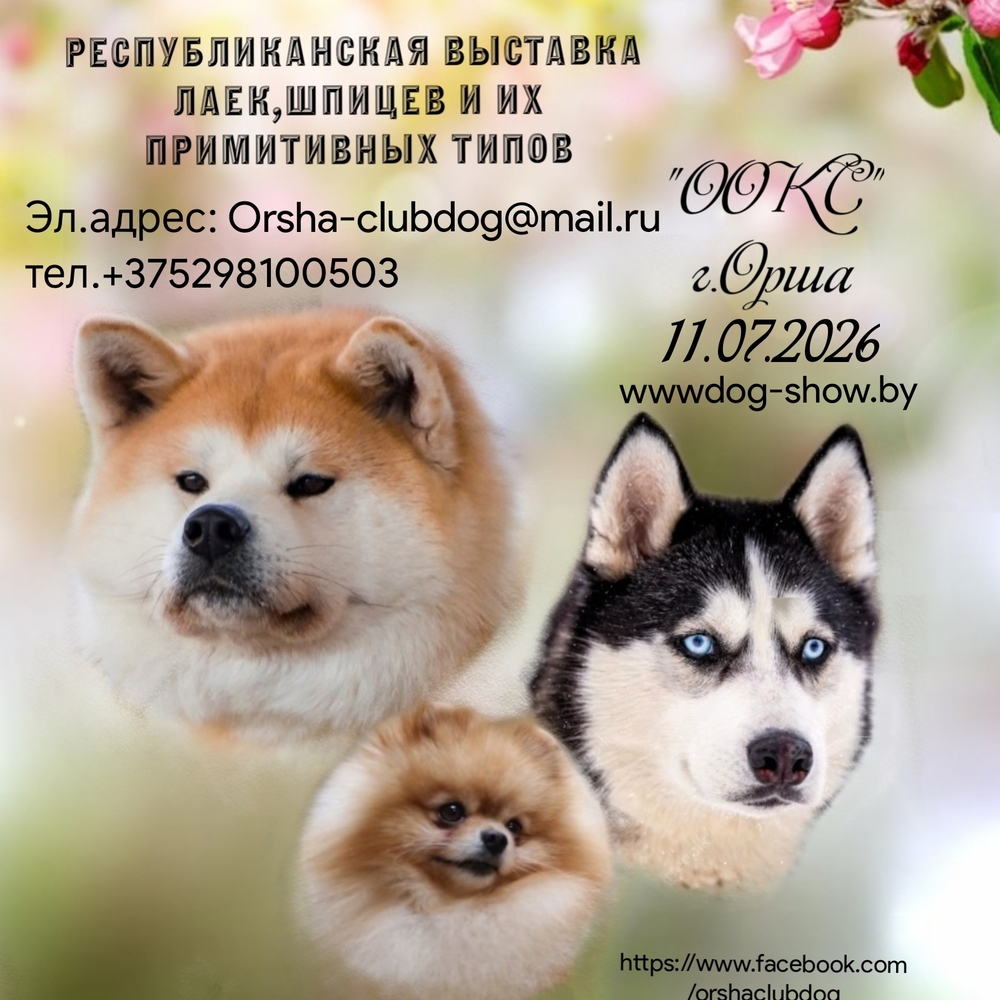 Республиканская выставка шпицов и их примитивных типов
