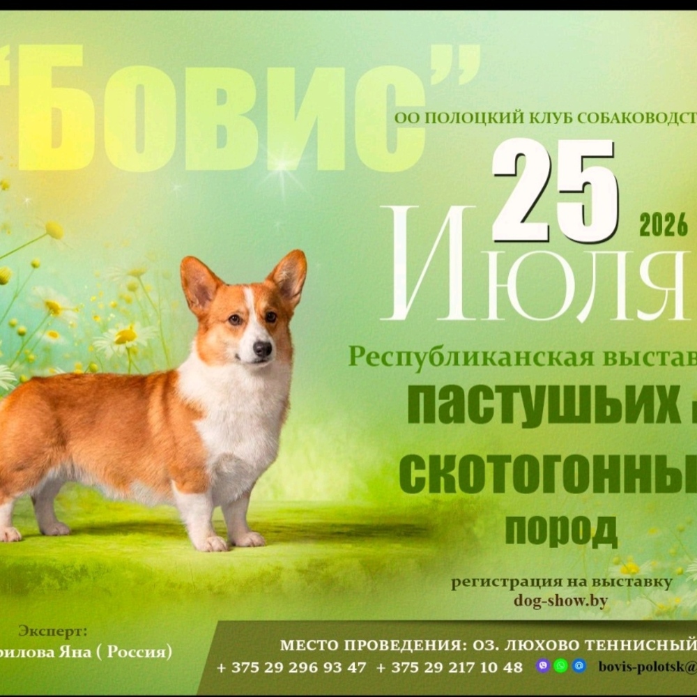 Республиканская выставка пастушьих и скотогонных собак