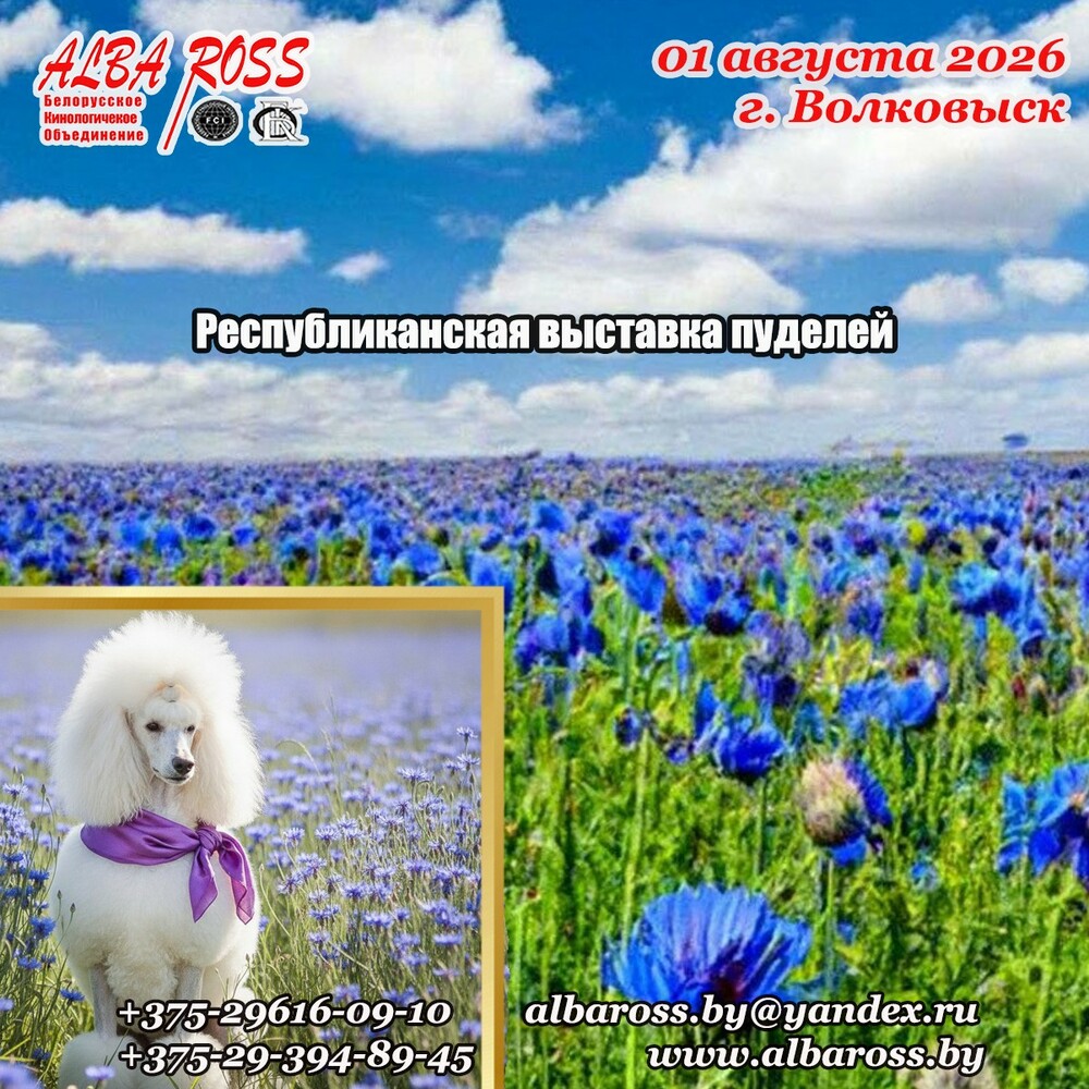 Республиканская выставка пуделей