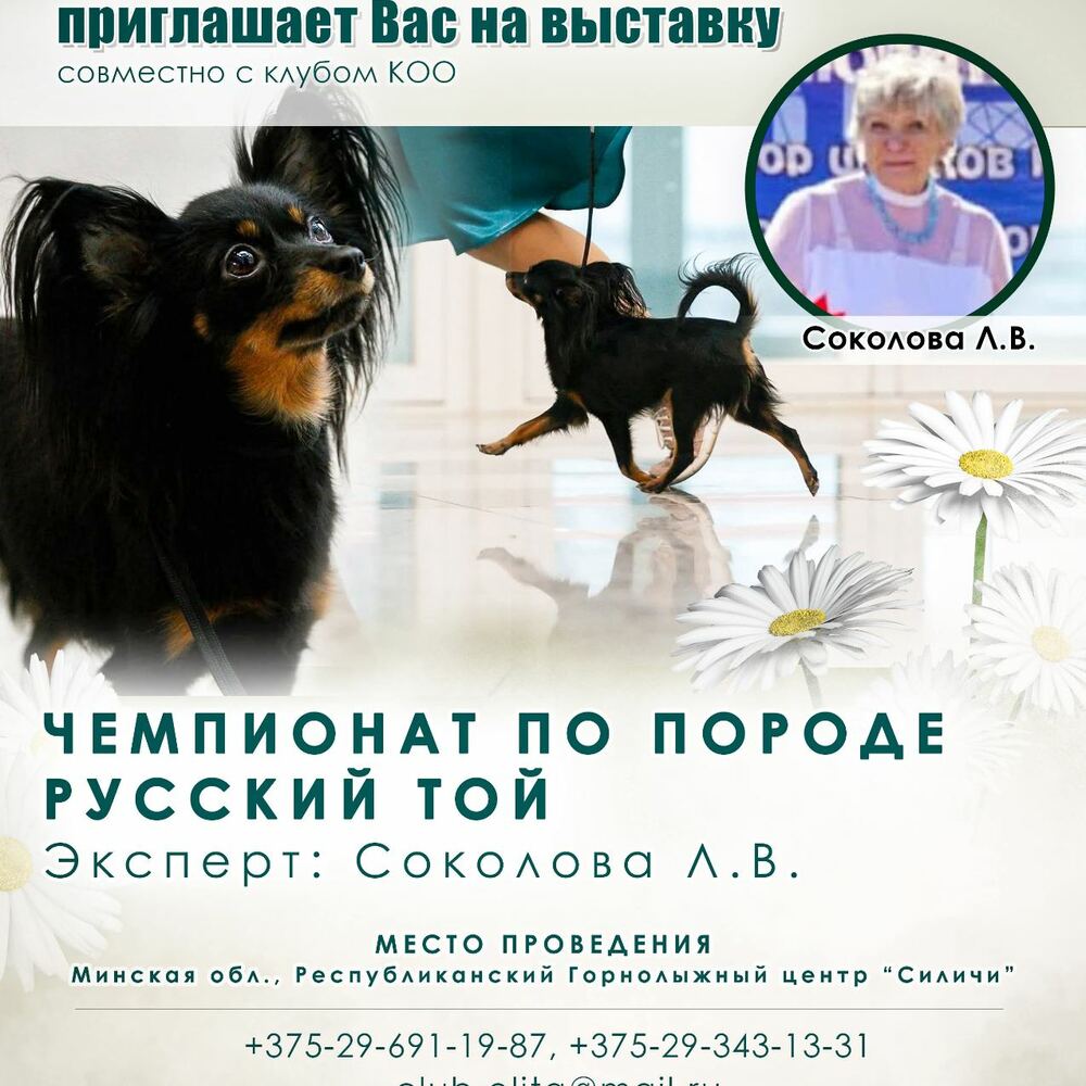 Чемпионат по породе русский той