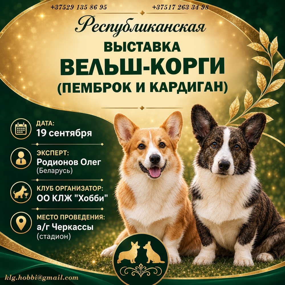 Республиканская выставка вельш-корги