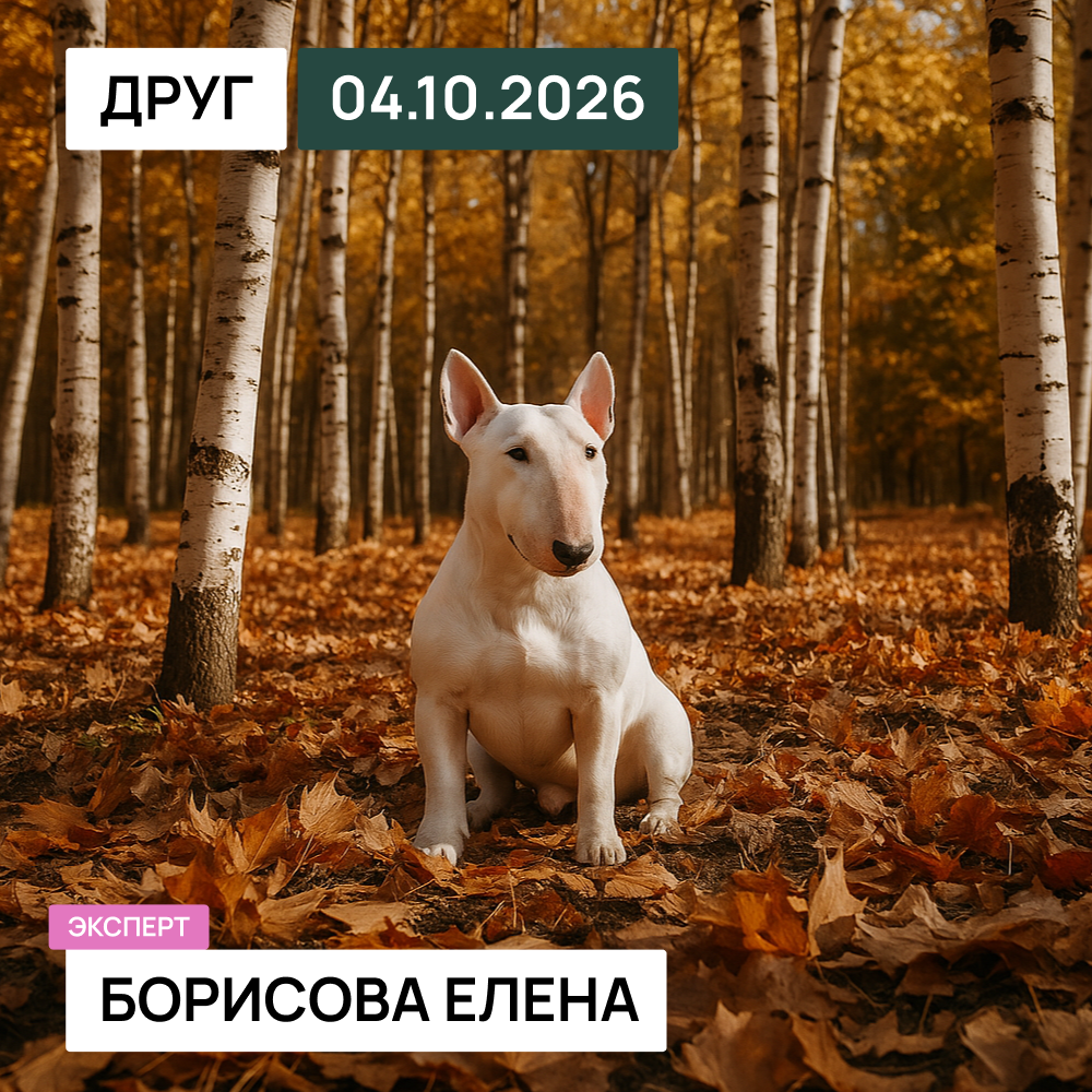 Чемпионат бультерьеров и  миниатюрных бультерьеров