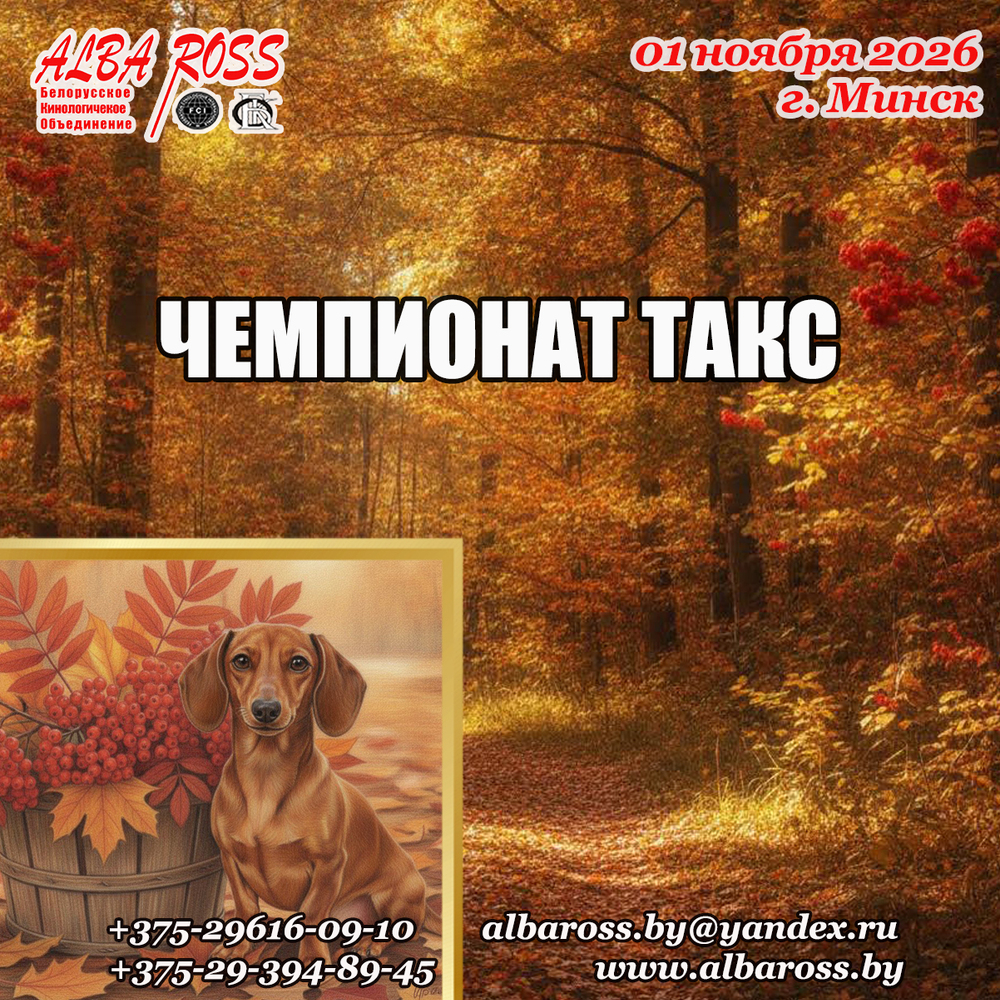 Чемпионат такс