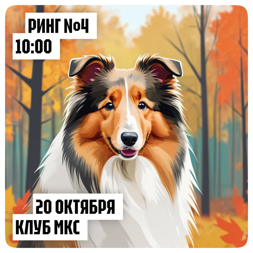 Чемпионат колли