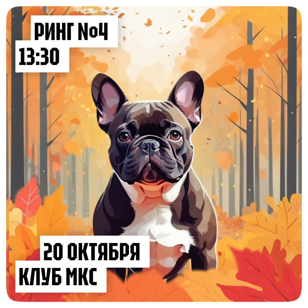 Чемпионат по породе французский бульдог