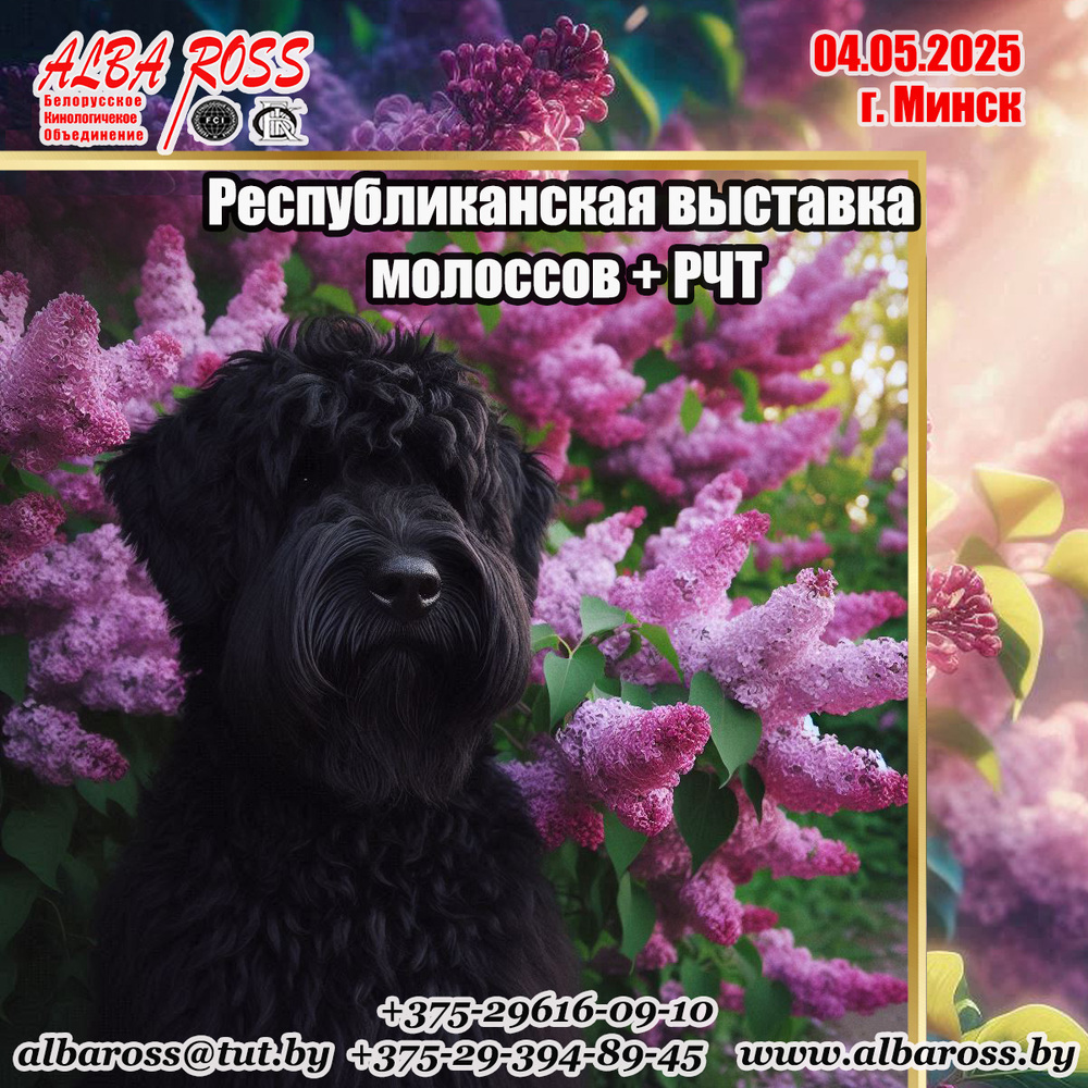 Республиканская выставка молоссов + РЧТ