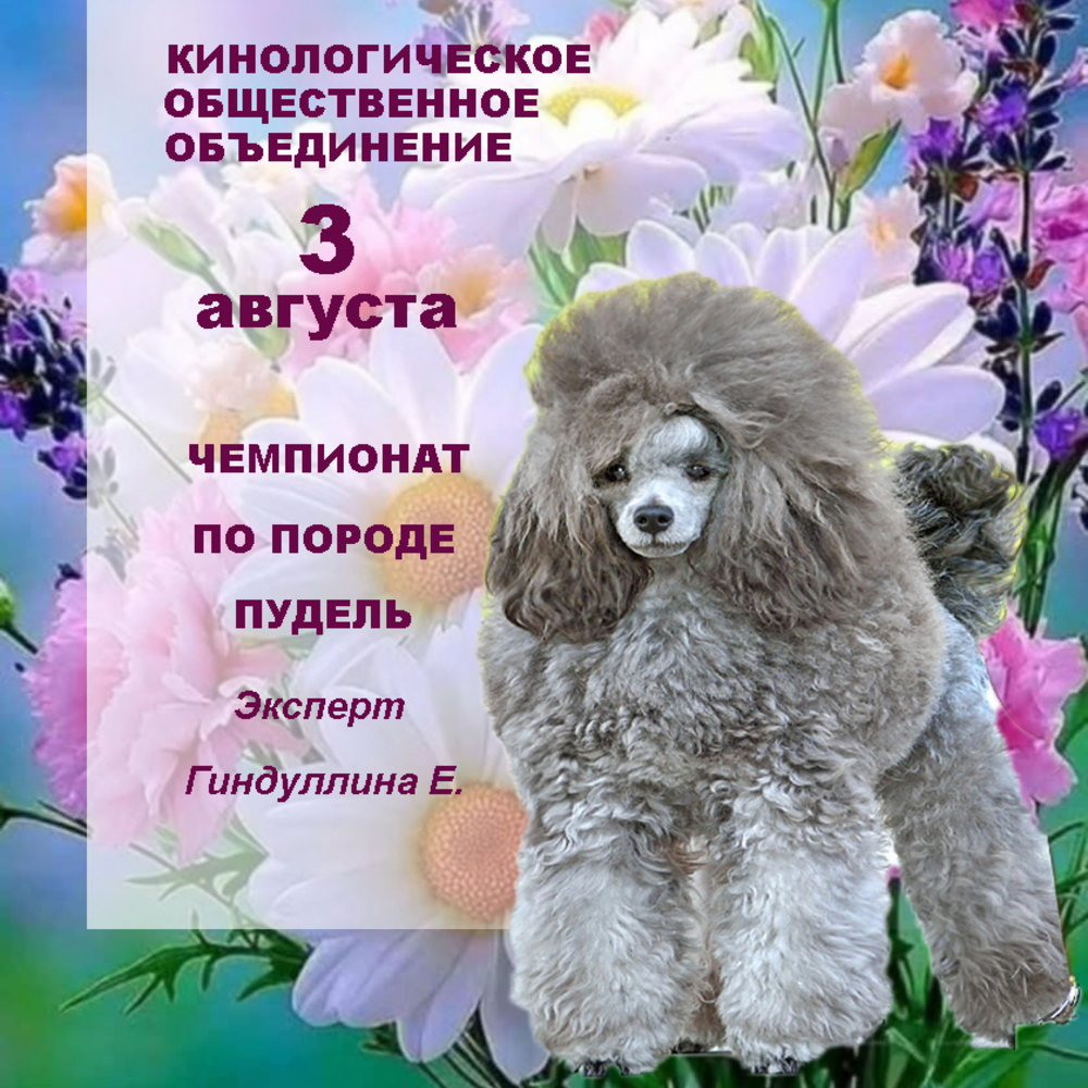 Чемпионат по породе пудель