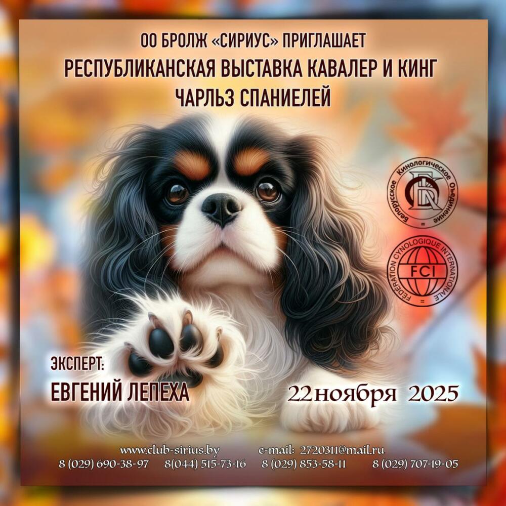 Республиканская выставка кавалер и кинг чарльз спаниелей