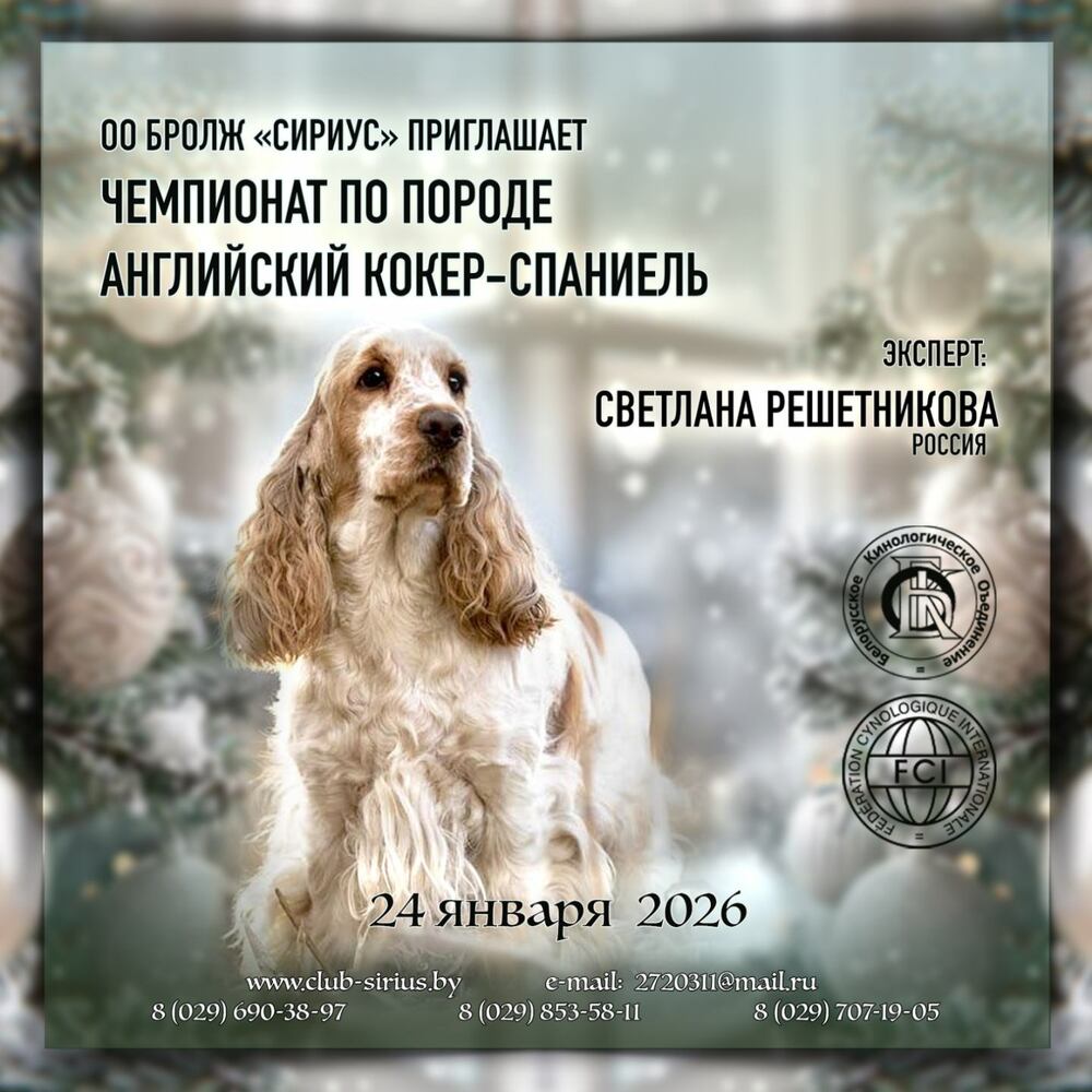Чемпионат по породе английский кокер-спаниель