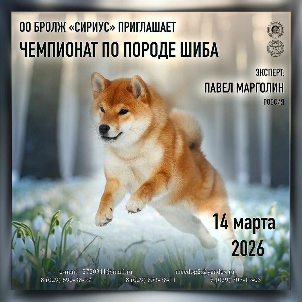 Чемпионат по породе Шиба