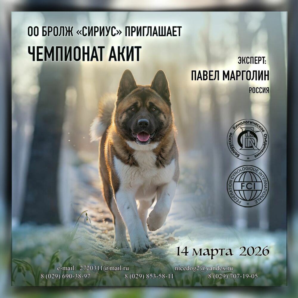 Чемпионат Акит