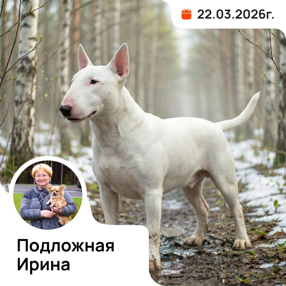 Республиканская выставка терьеров типа Буль