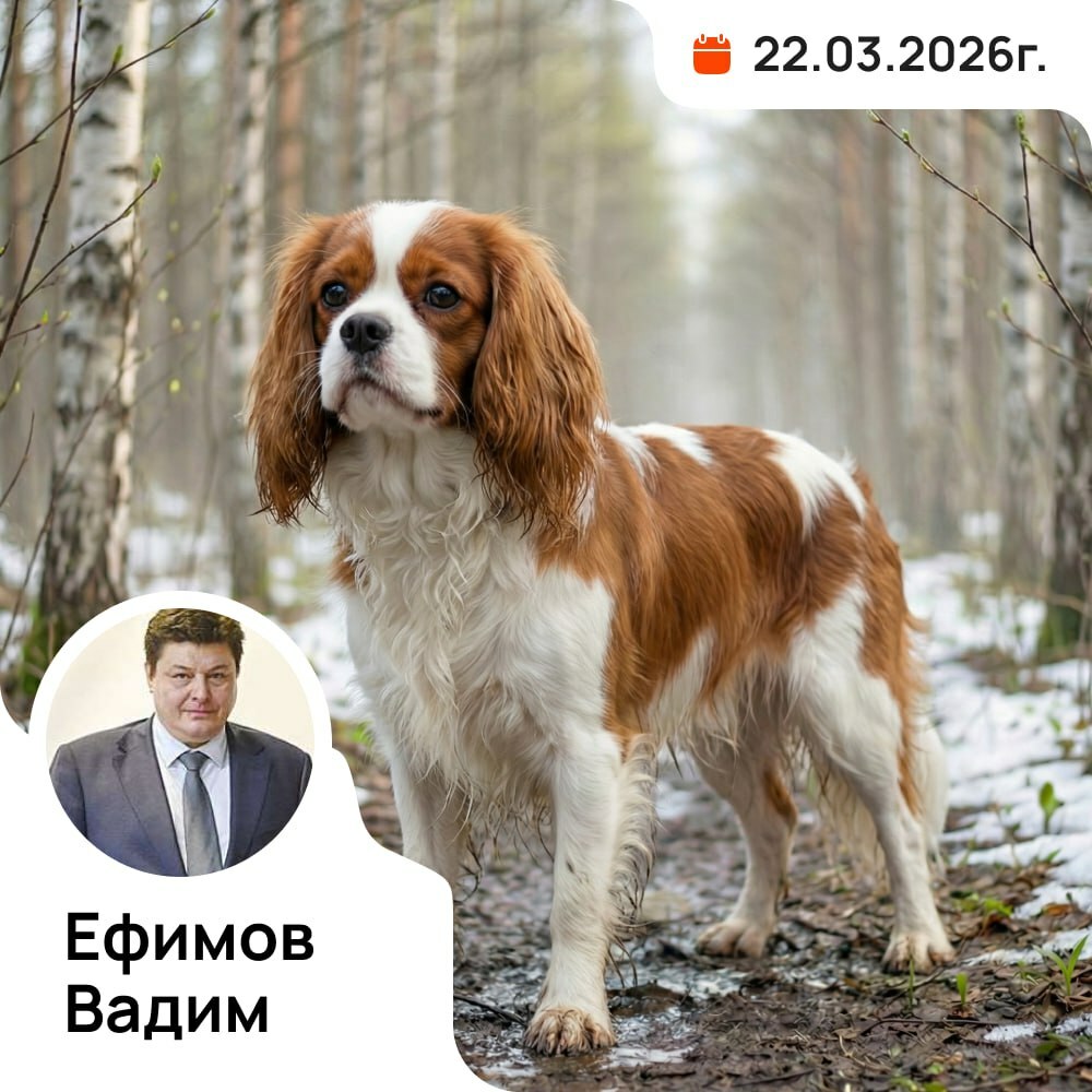 чемпионат кавалер кинг чарльз спаниелей